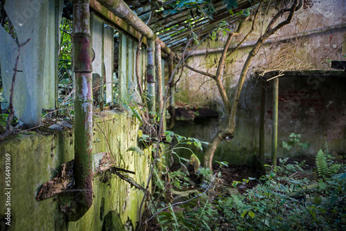 ruiny zniszczonej szklarni w opuszczonym ogrodzie