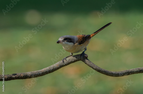 Gray-headed reddish-brown bird perched on a branch in nature. Beautiful Burmese Shrike ( Lanius collurioides)