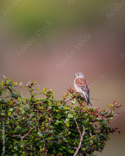 Common linnet in spring photo