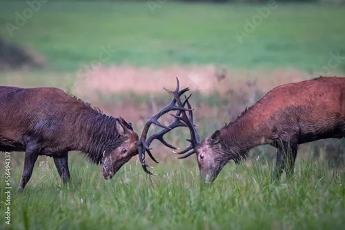 Fototapeta Walczące jelenie na rykowisku