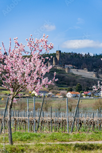 Fototapeta Naklejka Na Ścianę i Meble -  Blooming almond trees in Rhineland Palatinate (German Wine Street)