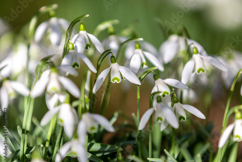 Pretty snowdrop flowers in the February sunshine