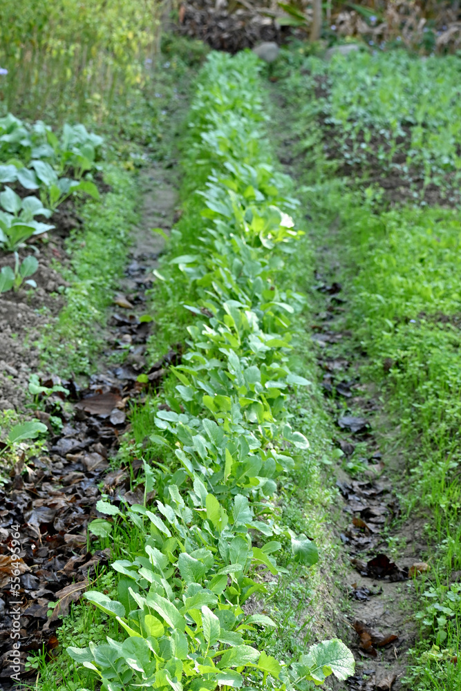 closeup the green ripe radish plant with soil in the farm soft focus natural green brown background. closeup the green ripe radish plant with soil in the farm soft focus natural green brown background.