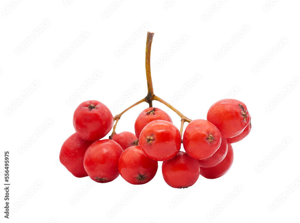 A bunch of red rowan berries on a transparent background. PNG - obrazy, fototapety, plakaty 