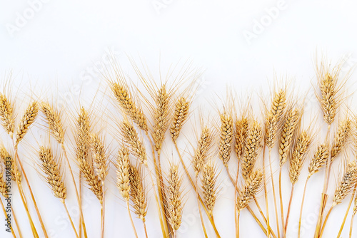 spikelets of wheat isolate on white background. Selection focus.