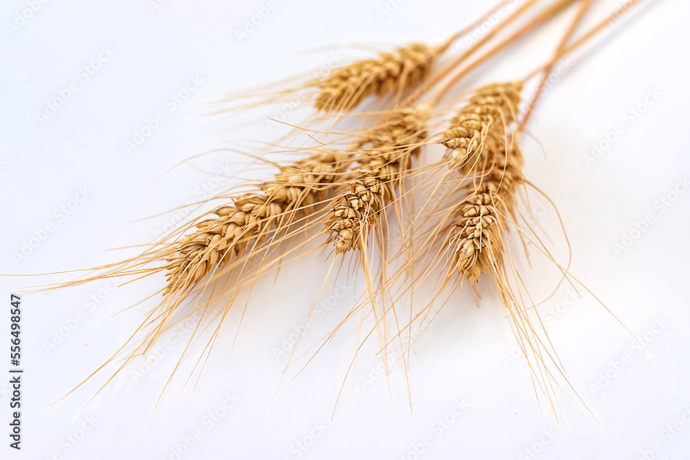 spikelets of wheat isolate on white background. Selection focus. spikelets of wheat isolate on white background. Selection focus.