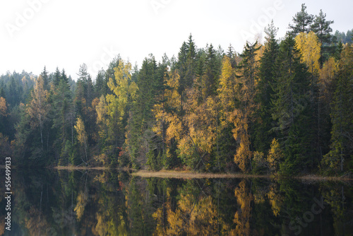 Trees around lake in autumn
