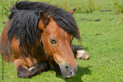 Close up shot of pretty bay pony lying relaxing in field in English countryside   enjoying the peace and quiet.
