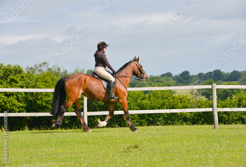 Young female rider schools her bay horse in field in the English countryside on a summers day .