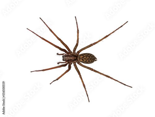 domestic house spider or barn funnel weaver, tegenaria domesticus, isolated on white background, top view © Andreas