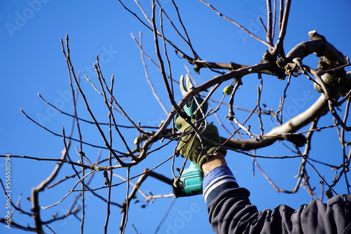 Winter pruning of apple tree with electric secateurs , agriculture concept