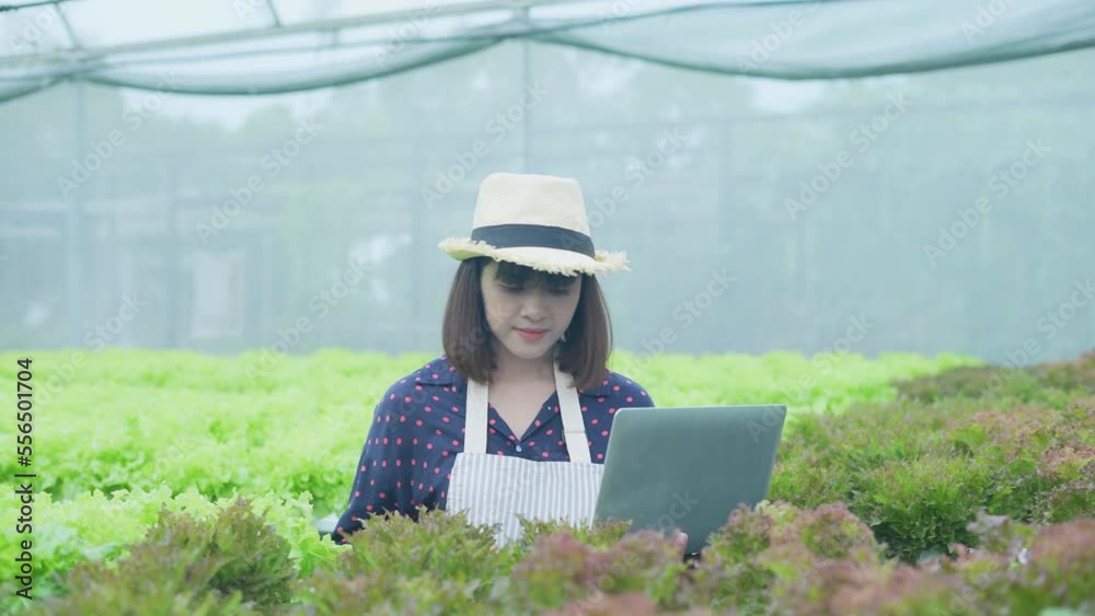 agriculture concept of 4k Resolution. A worker is checking the growth of vegetables in the garden. Gardener's Productivity Evaluation. agriculture concept of 4k Resolution. A worker is checking the growth of vegetables in the garden. Gardener's Productivity Evaluation.