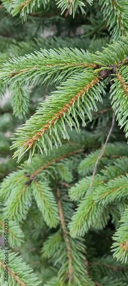 Closeup of christmas tree with water drops after rain. An evergreen plant with raindrops. Beautiful spring nature background. Relax video. Fir branches. Closeup of christmas tree with water drops after rain. An evergreen plant with raindrops. Beautiful spring nature background. Relax video. Fir branches.