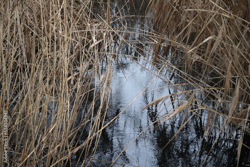 Rain in the Bog