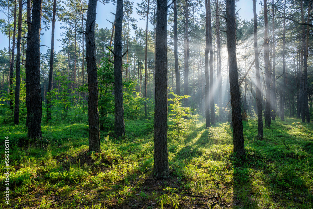 Fototapeta premium Beautiful sunny morning in green forest