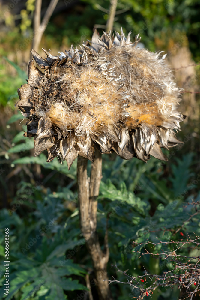 Fototapeta premium artichaut fané en hiver