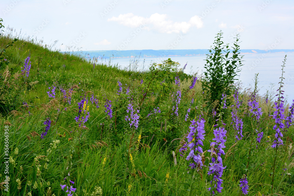 bluebells isolated on the green meadow on slope hill with the Volga river on horizon
