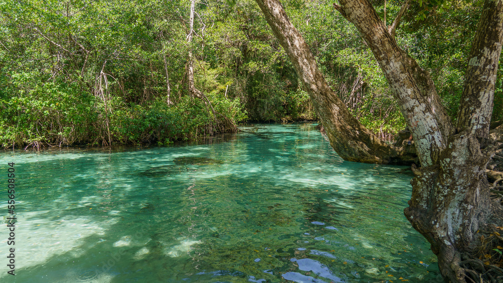 Naklejka premium River with crystal clear turquoise water. Tropical river with mangroves.
