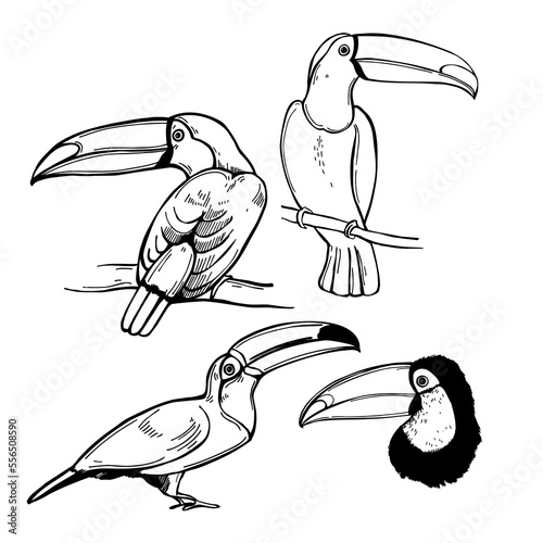 Sketch toucan. Vector illustration.