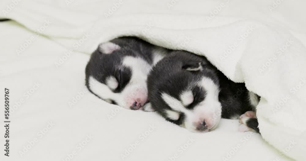 Siberian Husky puppies sleeping under a white blanket on the bed Siberian Husky puppies sleeping under a white blanket on the bed