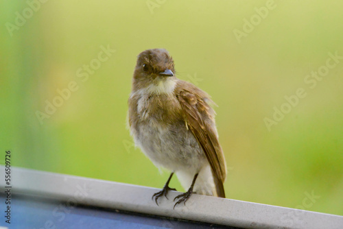 flycatcher resting on a sign