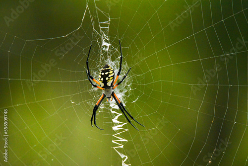 Large orange and black spider in a web