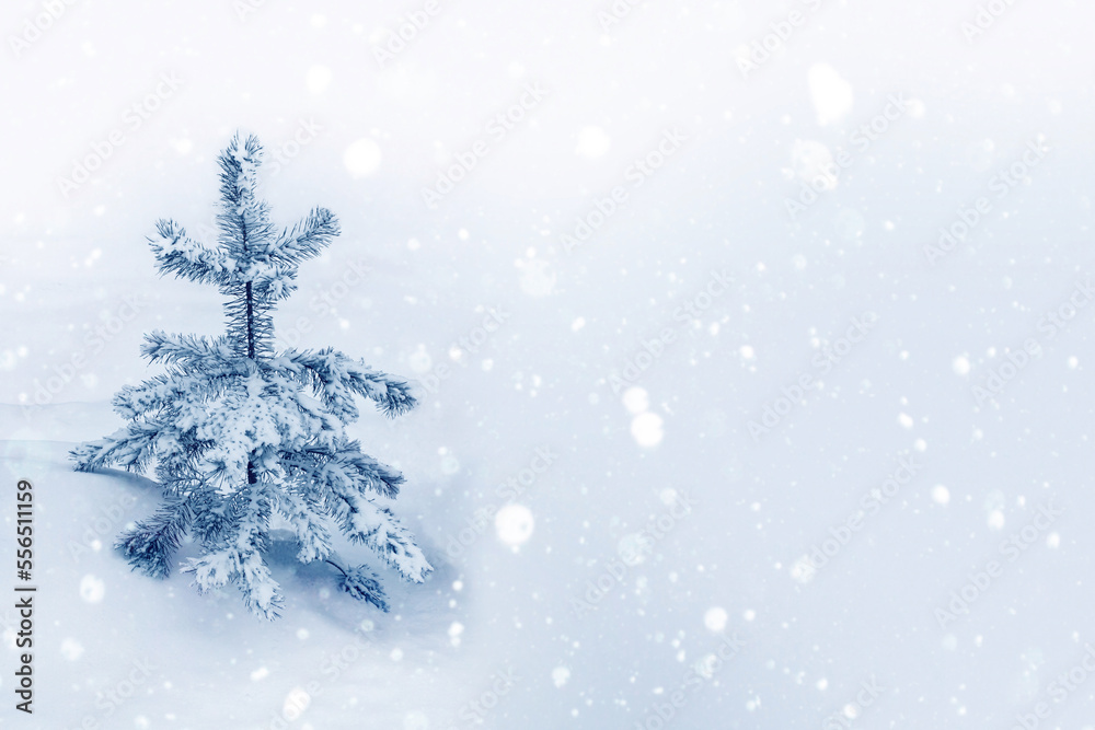 Frozen winter forest with snow covered trees. Frozen winter forest with snow covered trees.