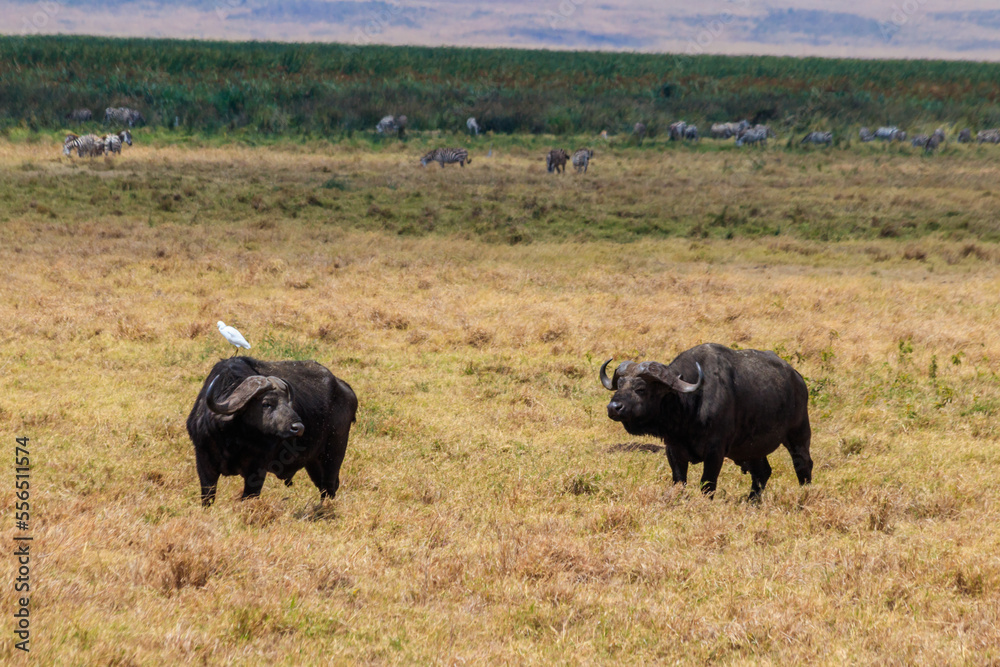 African buffalos or Cape buffalos (Syncerus caffer) in Ngorongoro Crater National Park in Tanzania. Wildlife of Africa African buffalos or Cape buffalos (Syncerus caffer) in Ngorongoro Crater National Park in Tanzania. Wildlife of Africa