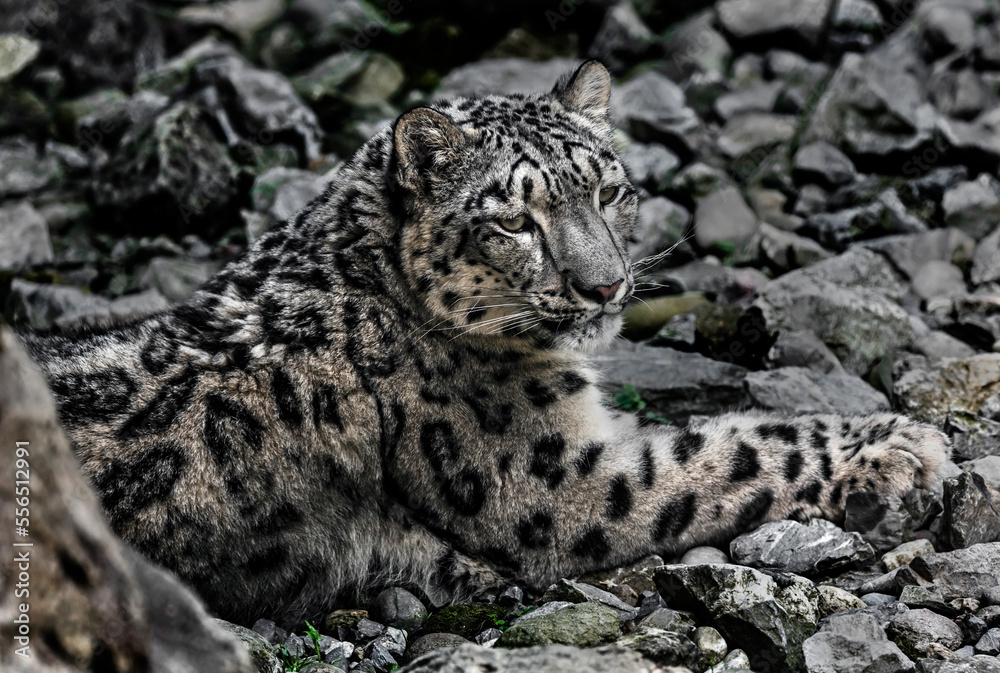 Snow leopard on the ground. Latin name - Uncia uncia
Snow leopard on the ground. Latin name - Uncia uncia