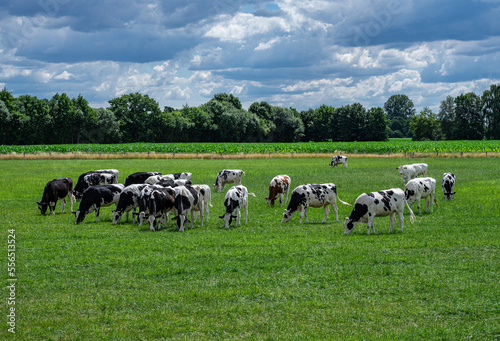 Eine Herde von Rindern grasend auf einer grünen Wiese.