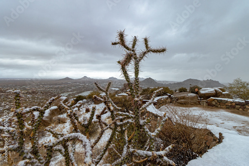 Snow Covered Cholla Cactus On Pinnacle Peak Trail In Scottsdale AZ