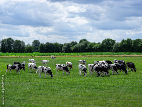 Eine Herde von Rindern grasend auf einer grünen Wiese.
