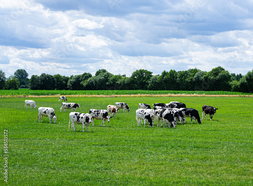 Eine Herde von Rindern grasend auf einer grünen Wiese.