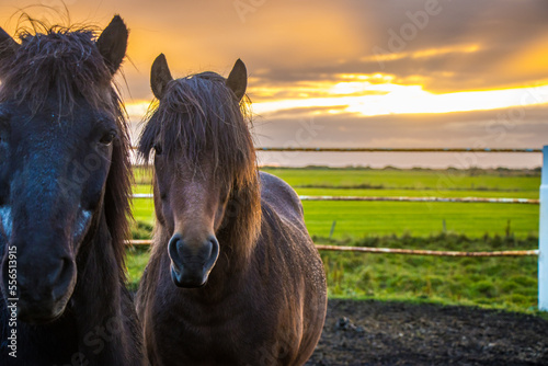 Beautiful Countryside Icelandic Horses in the rural farm with sunset and sunrise background © Jasper Neupane