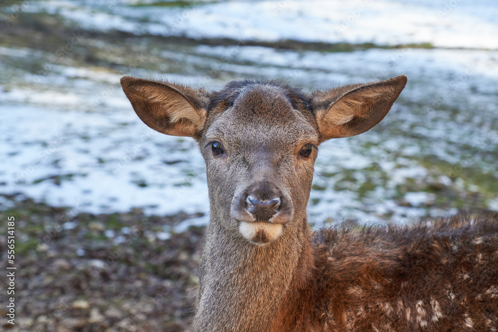 Fototapeta premium Hirschkalb, Wildpark Eichert, Baden-Württemberg, Deutschland