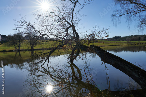 Baum der über den Espachweiler See ragt mit Sonnenstern der sich im See spiegelt, Ellwangen, Baden-Württemberg, Deutschland photo