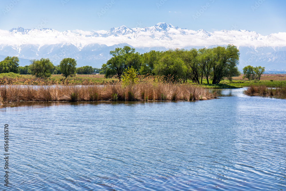 Obraz premium lake in the forest