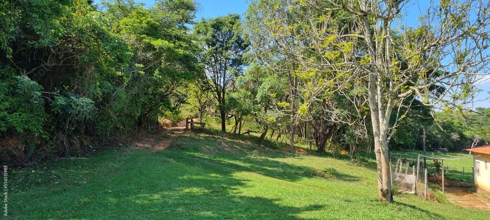 Fototapeta premium fence and grass in the florest 