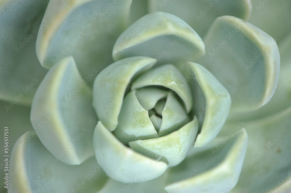 planta linda ornamental detalhe macro fotografia de natureza planta linda ornamental detalhe macro fotografia de natureza