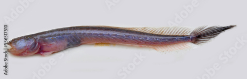 Bearded worm goby photo