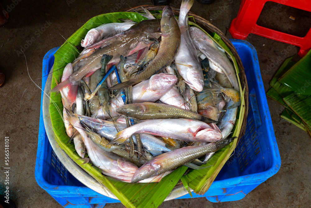 Mixed small fishes Mixed small fishes