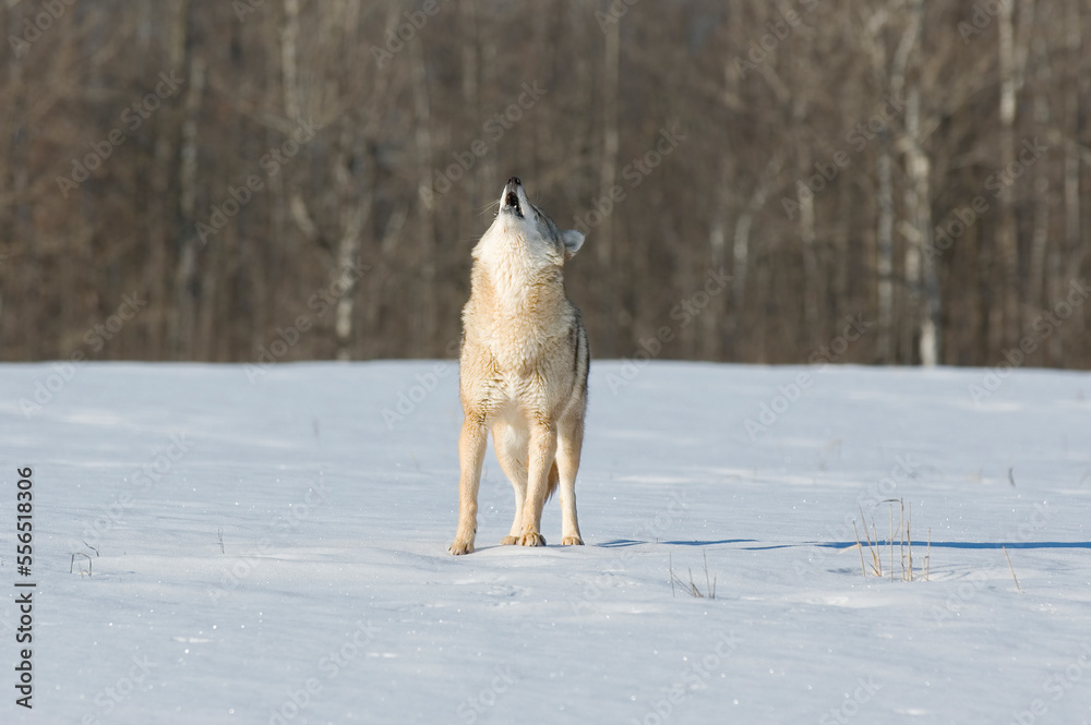 Coyote howling in winter Coyote howling in winter