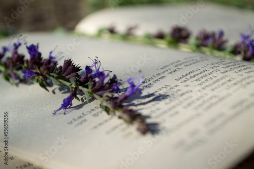 lavender flowers on a book