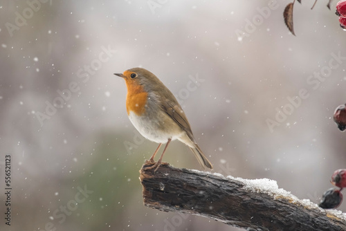 A cute Robin or redbreast bird (Erithacus rubecula) standing on a snowy log during a snowfall, wishes you a merry christmas and an happy new year. Italian Alps, Piedmont.