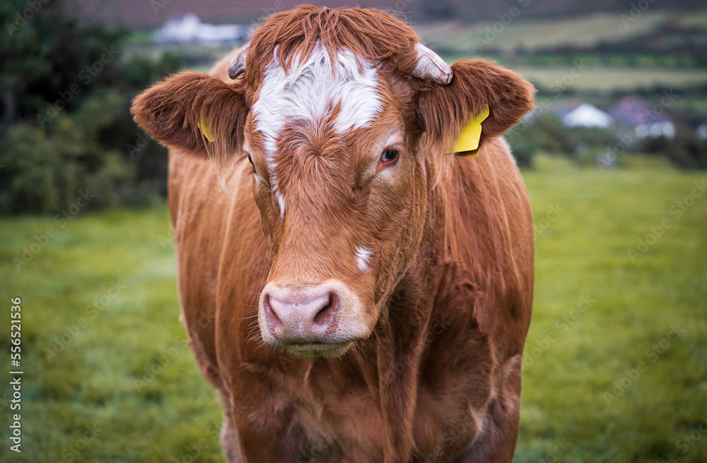 The Limousin brown and white cow portrait close-up. Single cow looking at the camera. French breed of beef cattle. Green pasture background.