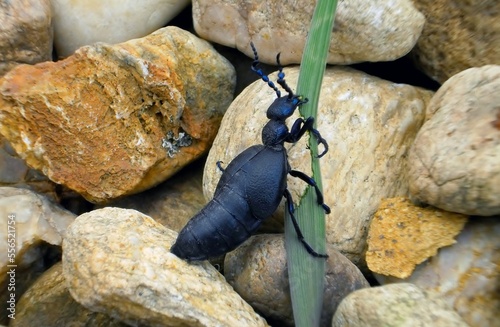Fotobehang feeding black oil beetle