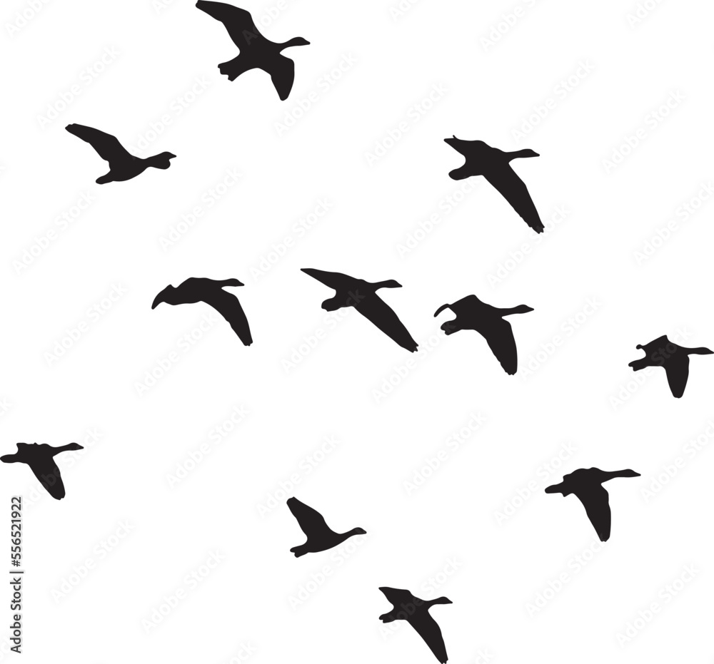 silhouettes of birds flying . flock of flying birds silhouette silhouettes of birds flying . flock of flying birds silhouette