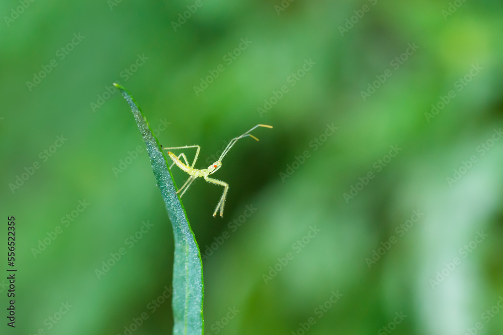 Pale Green Assassin bug (Zelus Luridus) on a leaf