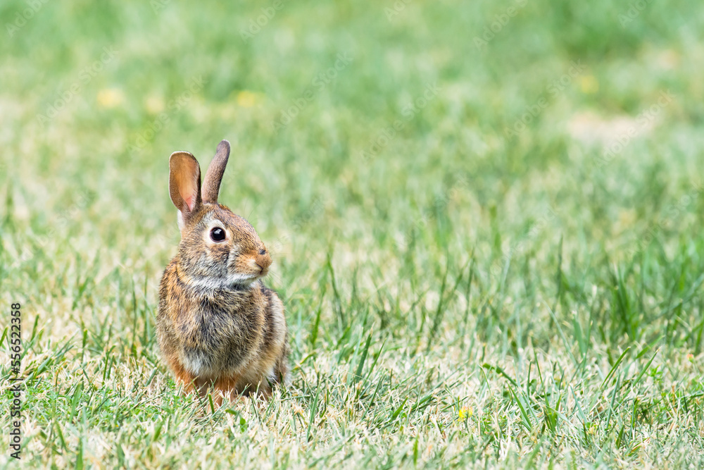 Fototapeta premium Eastern Cottontail rabbit (Sylvilagus Floridanus) on grass