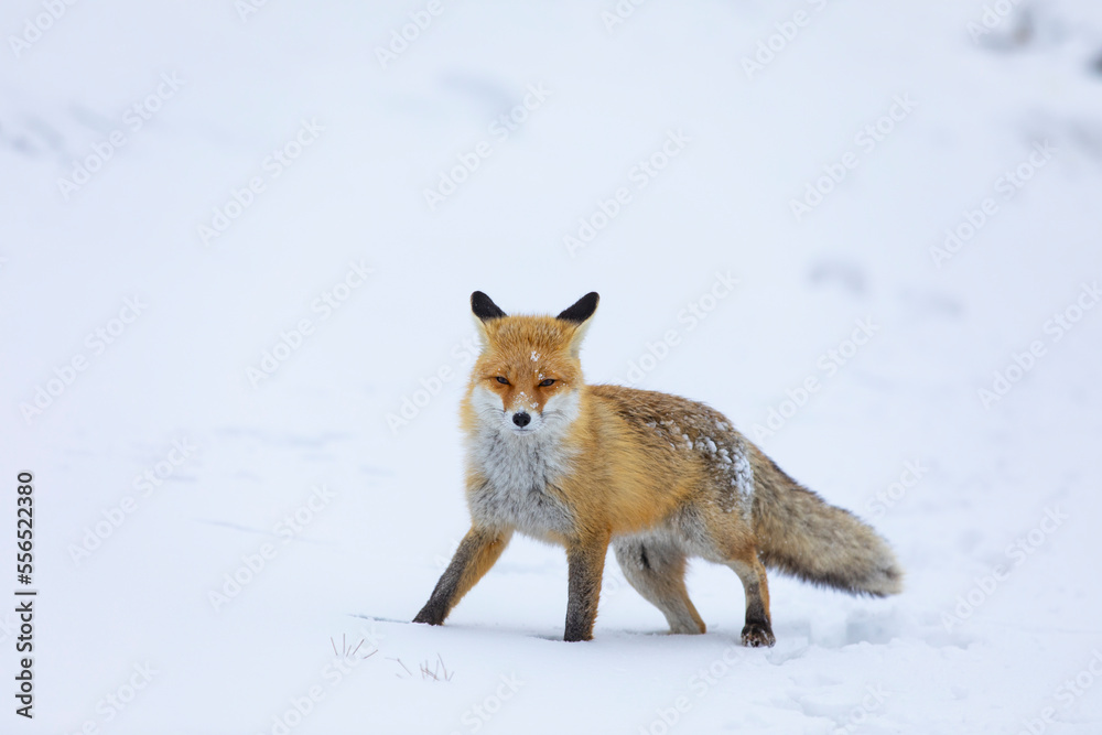 Red Fox in the Winter Season Photo, Palandoken Mountain Erzurum, Turkey